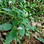 Heliotropium indicum Kvet