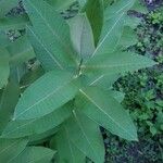 Asclepias sullivantii Листок