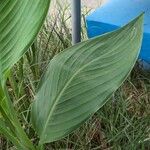 Canna × hybrida Leaf