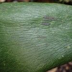 Antrophyum boryanum Hoja
