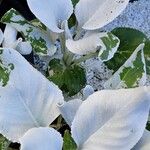 Senecio candidans Hostoa