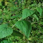Urtica morifolia Habit