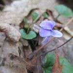 Viola rostrata Habit