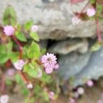 Persicaria capitata Blüte