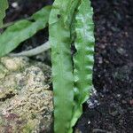 Elaphoglossum succubus Φύλλο