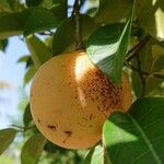 Myristica fragrans Fruit