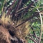 Grammatophyllum speciosum Kita