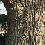 Quercus castaneifolia Bark