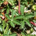 Potentilla brauneana Blad