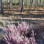 Calluna vulgarisBlomst