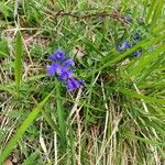 Polygala alpina Flor