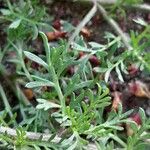 Lepidium didymum Feuille