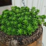 Sedum japonicum Lapas