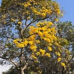 Handroanthus ochraceusCvet