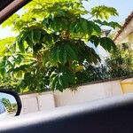 Tetrapanax papyrifer Jani