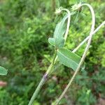 Trifolium ochroleucon Leaf