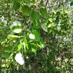 Populus alba Frunză