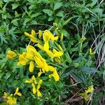 Genista januensis 花