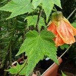 Callianthe picta Folha