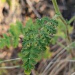 Phacelia ramosissima 葉