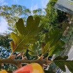 Quercus garryana Blad