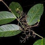 Tontelea passiflora Fruit