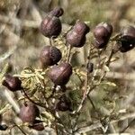 Prosopis farcta Fruchs