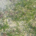 Zostera capensisFuelha