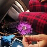 Dianthus hyssopifoliusFlower