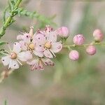 Tamarix passerinoides Blomma