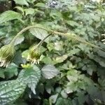 Adenostemma mauritianum Fleur