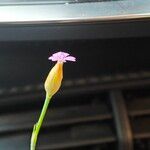 Petrorhagia prolifera 花