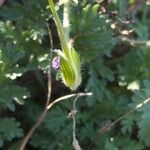 Erodium foetidum Ovoce