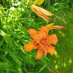 Hemerocallis minor Mill.Blomma