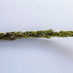 Sporobolus indicus Fula