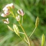 Draba muralis Fruit