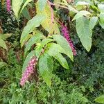 Phytolacca americanaFuelha