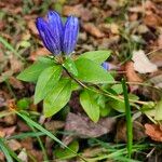 Gentiana clausa Flor