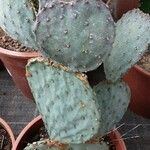 Opuntia macrocentra List