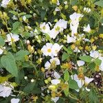 Cistus x hybridus Flower