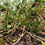 Carex pyrenaica Habitus