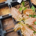 Quercus chrysolepis Liść