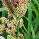 Eleusine coracana Frukto