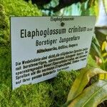 Elaphoglossum crinitum Alia