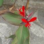 Canna indicaBloem