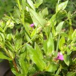 Cuphea carthagenensis Flower