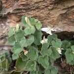 Asarina procumbens Habitat