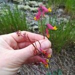 Corydalis sempervirens Floare