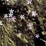 Gilia ophthalmoides 整株植物