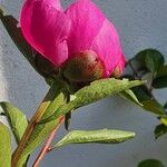 Paeonia mascula Blatt